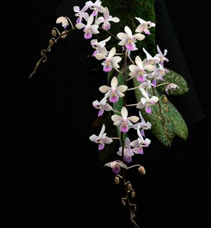 Phal.lindinii