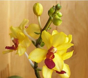 P. Anna-Larati Soekardi × Acsm miniatum