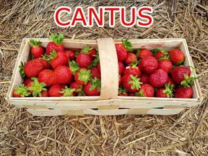 Кантус Клубника «Cantus» (Кантус) НОВИНКА 2021г. Зимостойкий сорт клубники с повышенной потребностью в холодной погоде, идеально подходящей для Северной Европы или прохладного климата (например, в гор