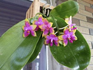P.Princess Kaiulani