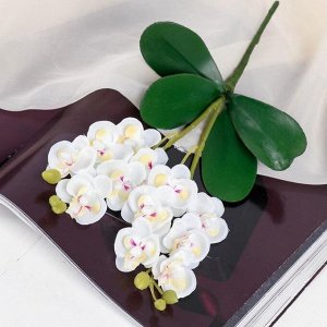 Цветы искусственные «Орхидея королевская», 3.5x28 см, белые