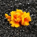 Декор для аквариума &quot;Коралл&quot;, 5 х 5 х 4 см