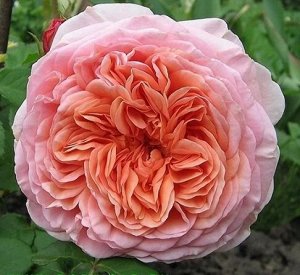 Роза Английская Абрахам Дерби (Код: 89292)
