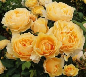 Роза Английская Грехам Томас (Код: 89307)