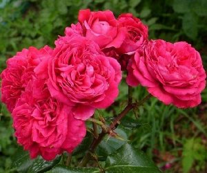 Роза Ностальгическая/Бурбонская Ред Леонардо Да Винчи (Код: 89315)