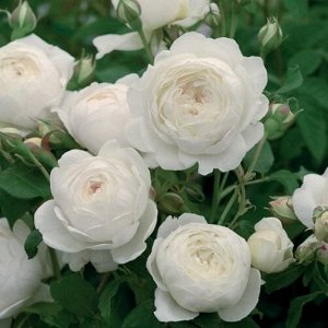 Роза Парковая Клер Остин (Код: 89311)
