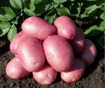 Картофель семенной Калинка элита (4 кг) (Код: 89050)