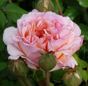 Роза Флорибунда Сувенир де Баден Баден (Код: 89325)