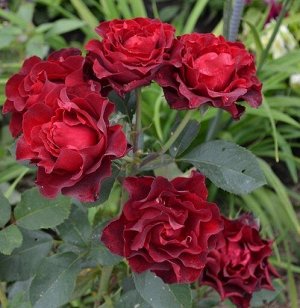 Роза Флорибунда Таманго (Код: 89328)