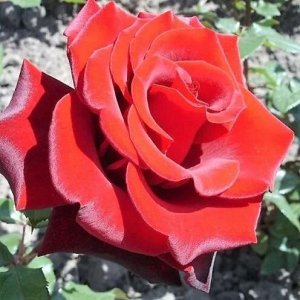Роза Чайно-гибридная Алма-Ата (Код: 89295)