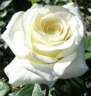 Роза Чайно-гибридная Анастасия (Код: 89297)