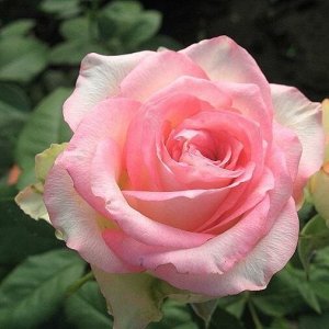 Роза Чайно-гибридная Беловита (Код: 89301)