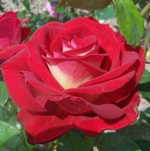 Роза Чайно-гибридная Биколетте (Код: 89303)