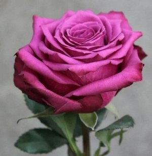 Роза Чайно-гибридная Блуберри (Код: 89305)