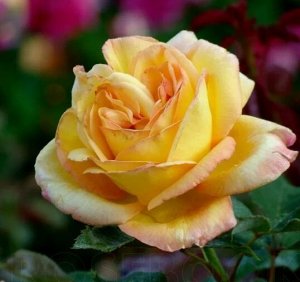 Роза Чайно-гибридная Катрин Лоборде (Код: 89310)