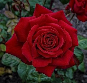 Роза Чайно-гибридная Ред Наоми (Код: 89316)