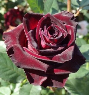 Роза Чайно-гибридная Рояль Баккара (Код: 89318)