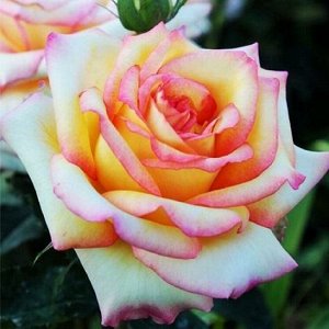 Роза Чайно-гибридная Сальвадор (Код: 89321)