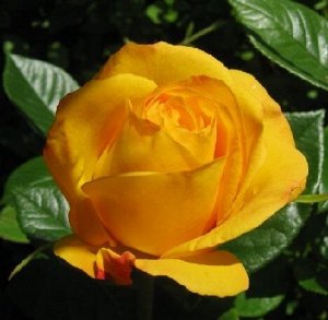 Роза Чайно-гибридная Сфинкс (Код: 89326)