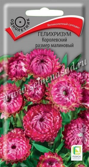 Гелихризум Королевский размер Малиновый (Код: 88906)