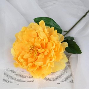 Цветы искусственные «Пион бархатный», 15x55 см, жёлтые