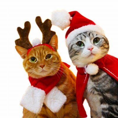 😺 Ушки, лапки, хвостики. Домашние любимцы хотят подарки!