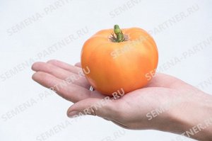 Томат Амана Оранж / Сорт томата
