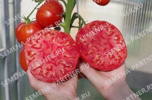 ПАРТНЁР Томат Бабушкино ® / Сорт томата