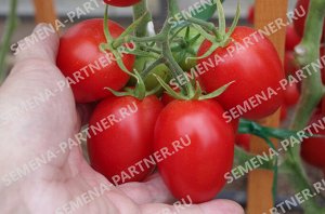 Агрофирма Партнёр Партнер Томат Везувий F1 ( 2-ной пак.) Гибриды томата с необычной формой плодов