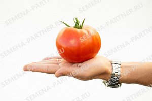 Томат Ладья / Сорт томата