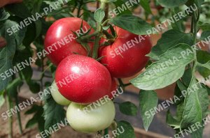 Томат Спартанец F1 / Гибриды томата с розовыми плодами