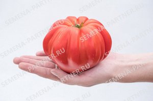 ПАРТНЁР Томат Нина / Сорт томата