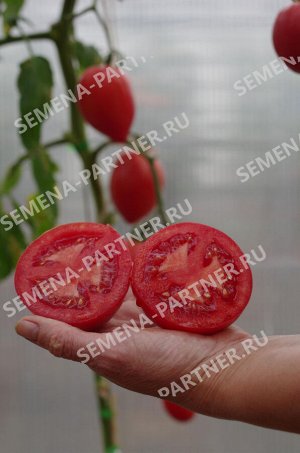 ПАРТНЁР Томат Фукс F1 / Гибриды томата с розовыми плодами
