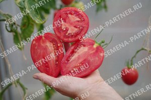 Томат Фукс F1 / Гибриды томата с розовыми плодами