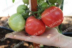 Томат Императорская Слабость F1 / Гибриды томата с розовыми плодами