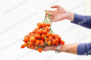 Агрофирма Партнёр ПАРТНЁР Томат Поцелуй Сорт томата