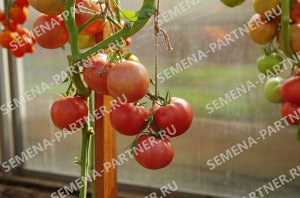 ПАРТНЁР Томат Малиновый Мусс F1 / Гибриды томата с розовыми плодами