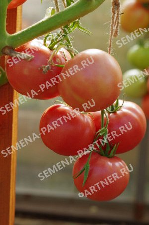 ПАРТНЁР Томат Малиновый Мусс F1 / Гибриды томата с розовыми плодами