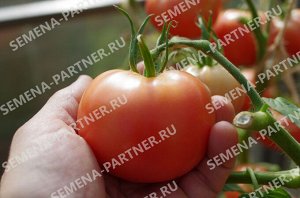 Томат Малиновый Мусс F1 / Гибриды томата с розовыми плодами