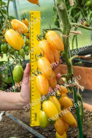 Агрофирма Партнёр ПАРТНЁР Томат Котя F1 Гибриды томата с желто-оранжевыми плодами