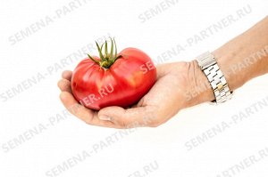 Агрофирма Партнёр Партнер Томат Гордость Застолья F1 ( 2-ной пак.) Гибриды биф-томатов с массой плода свыше 250 г