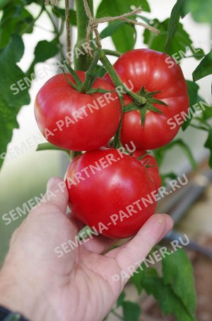 Агрофирма Партнёр ПАРТНЁР Томат Леди Роуз F1  Гибриды биф-томатов с массой плода свыше 250 г