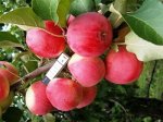CАЖЕНЦЫ ЯБЛОНИ АЛТАЙСКОЕ РУМЯНОЕ