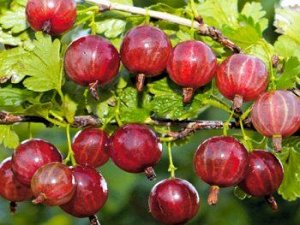 Саженцы крыжовника нарядный (народный)