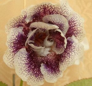 Глоксиния Крупные махровые белые цветы с пурпурным горлом и пурпурным крапом по лепесткам. Розетка средняя, лист зелёный. (Описание автора).