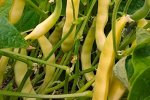 Семена Фасоль Масляный король кустовая, спаржевая, 4 гр
