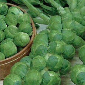 Семена Капуста брюссельская "Розелла"