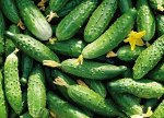 Семена Огурец &quot;Конкурент&quot; скороспелый, пчелоопыляемый