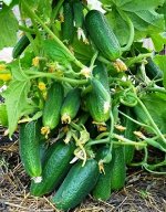 Семена Огурец &quot;Кустовой&quot; скороспелый, пчелоопыляемый