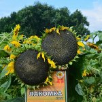 Семена Подсолнечник &quot;Лакомка&quot;